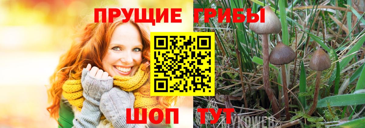 Галлюциногенные грибы Cubensis Сызрань